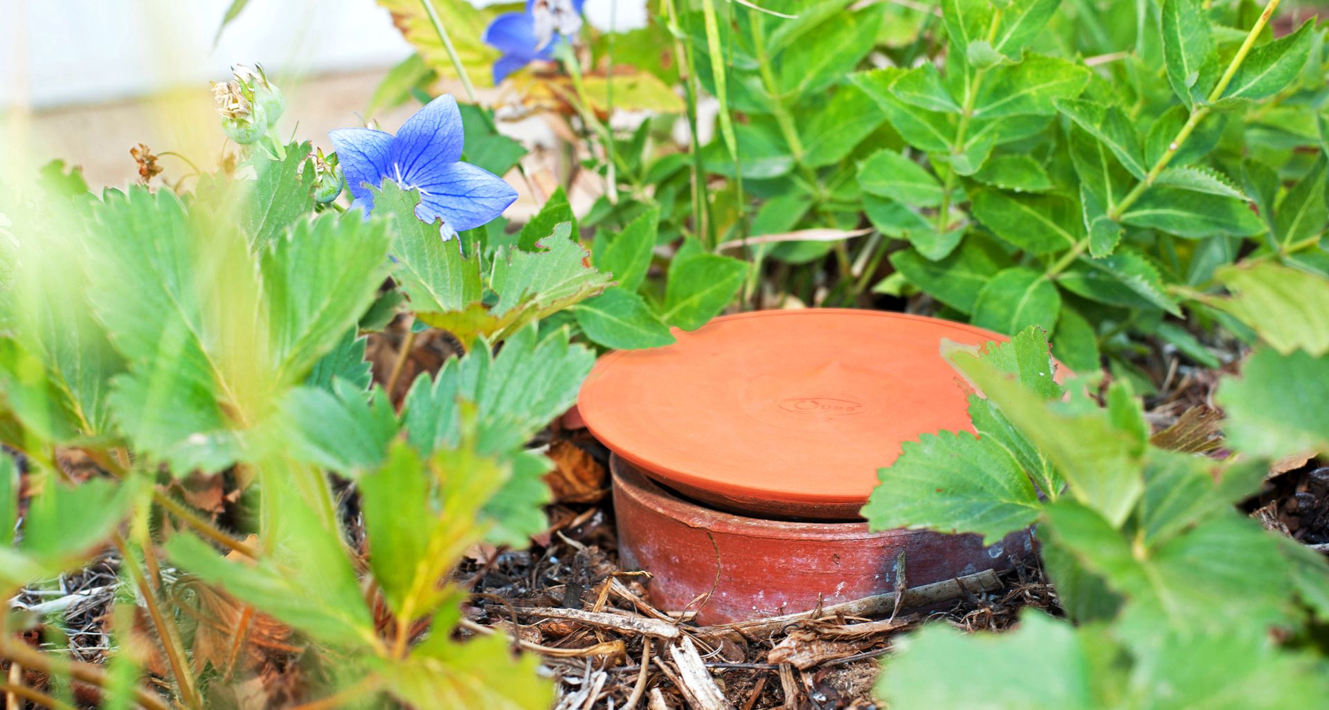 jarres d'irrigation au potager
