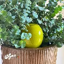 pomme.webp