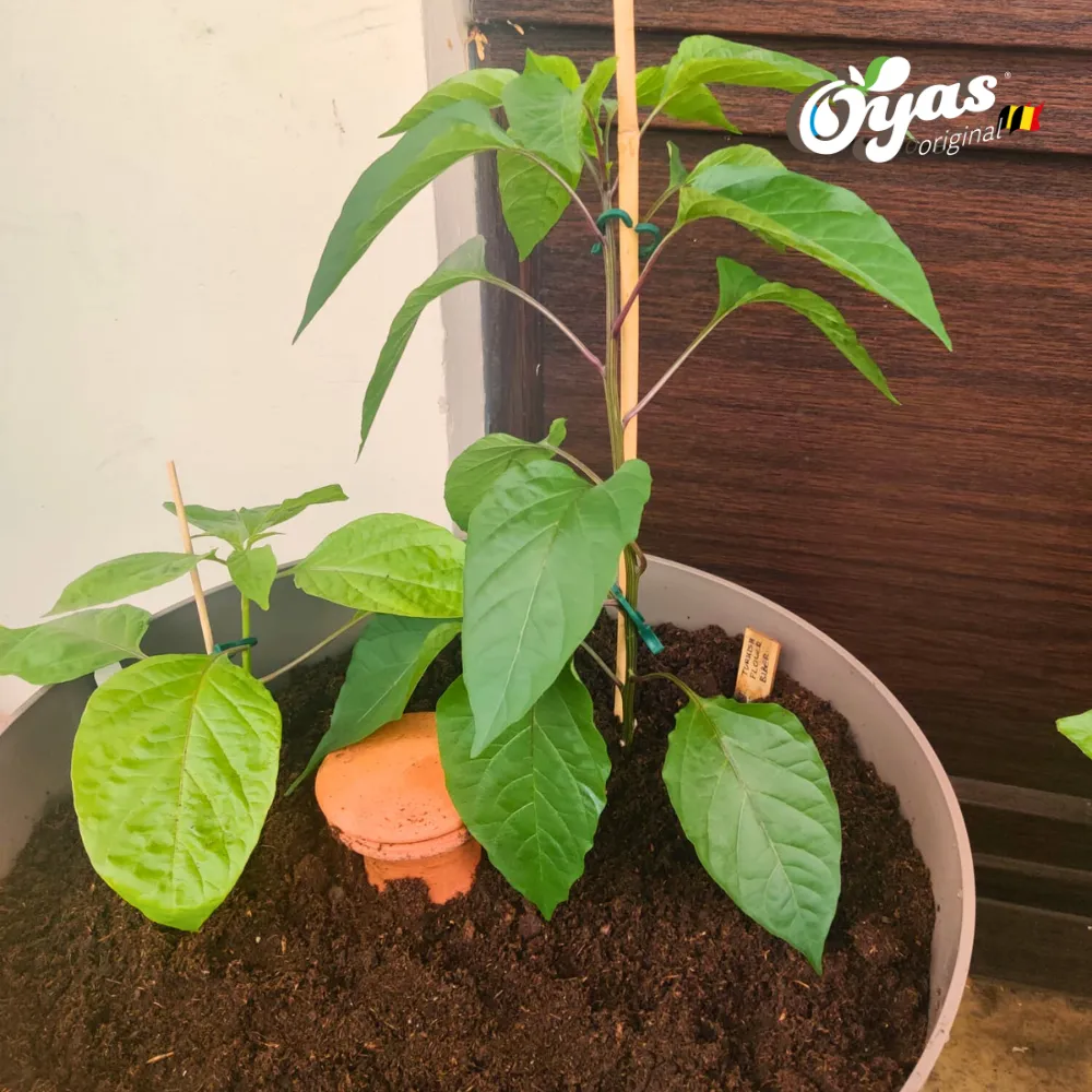 AEM - situation (2).webp