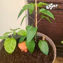 AEM - situation (2).webp