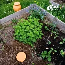 Potager AEL.webp