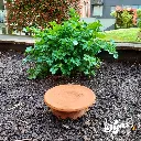 Potager AEL (4).webp