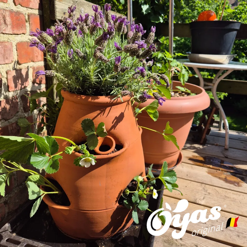 Pot à Fraiser et Aromatiques