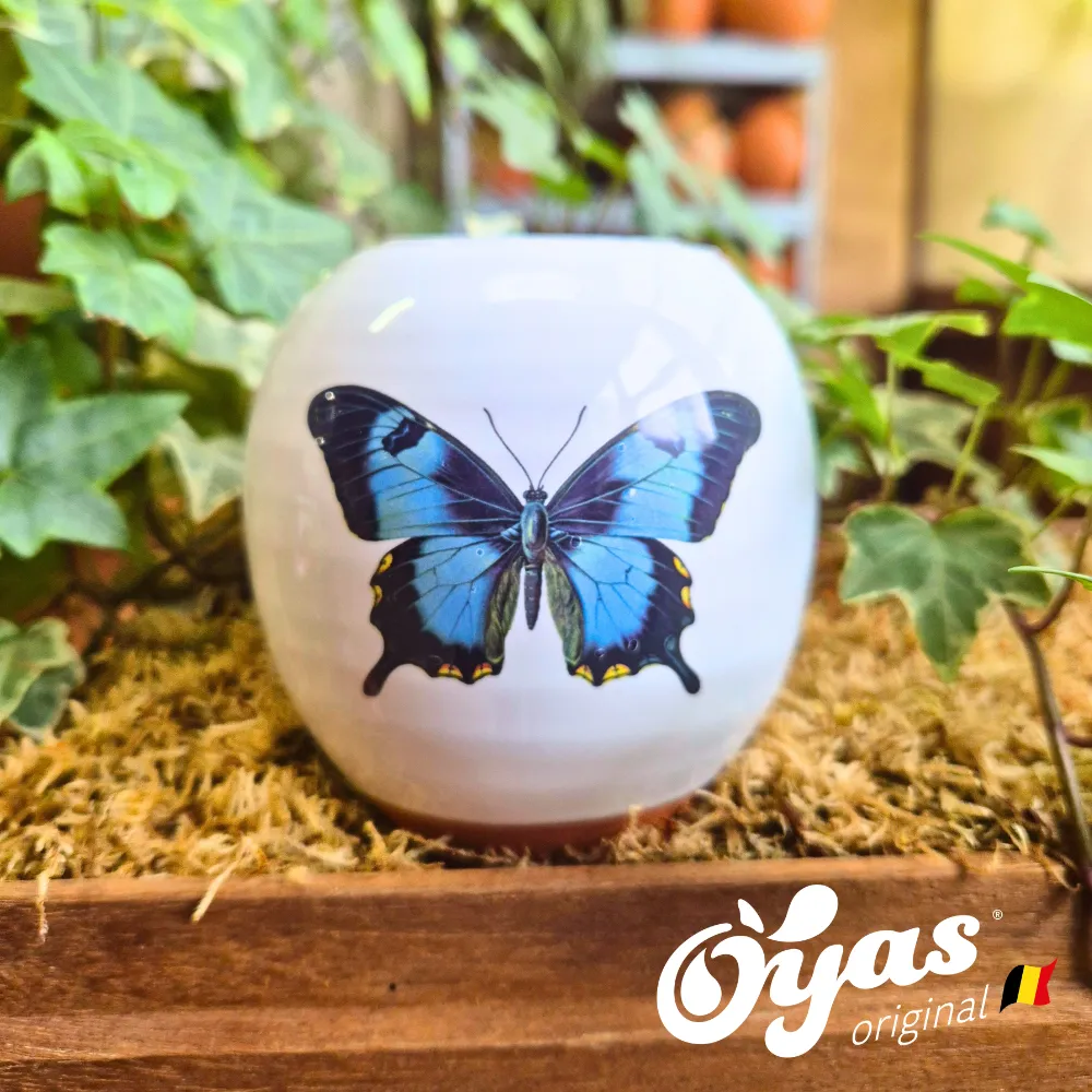 Oyas® à planter - Small Décorés